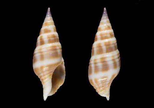 Image of Pusionella ghanaensis Boyer & Ryall 2006