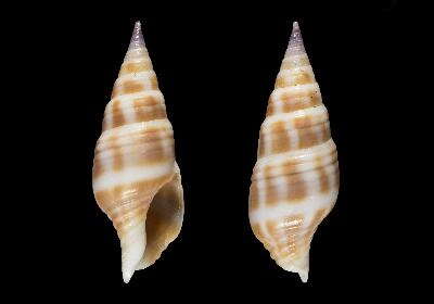Image of Pusionella ghanaensis Boyer & Ryall 2006