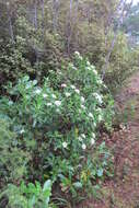 Image of long-leaved pimelea