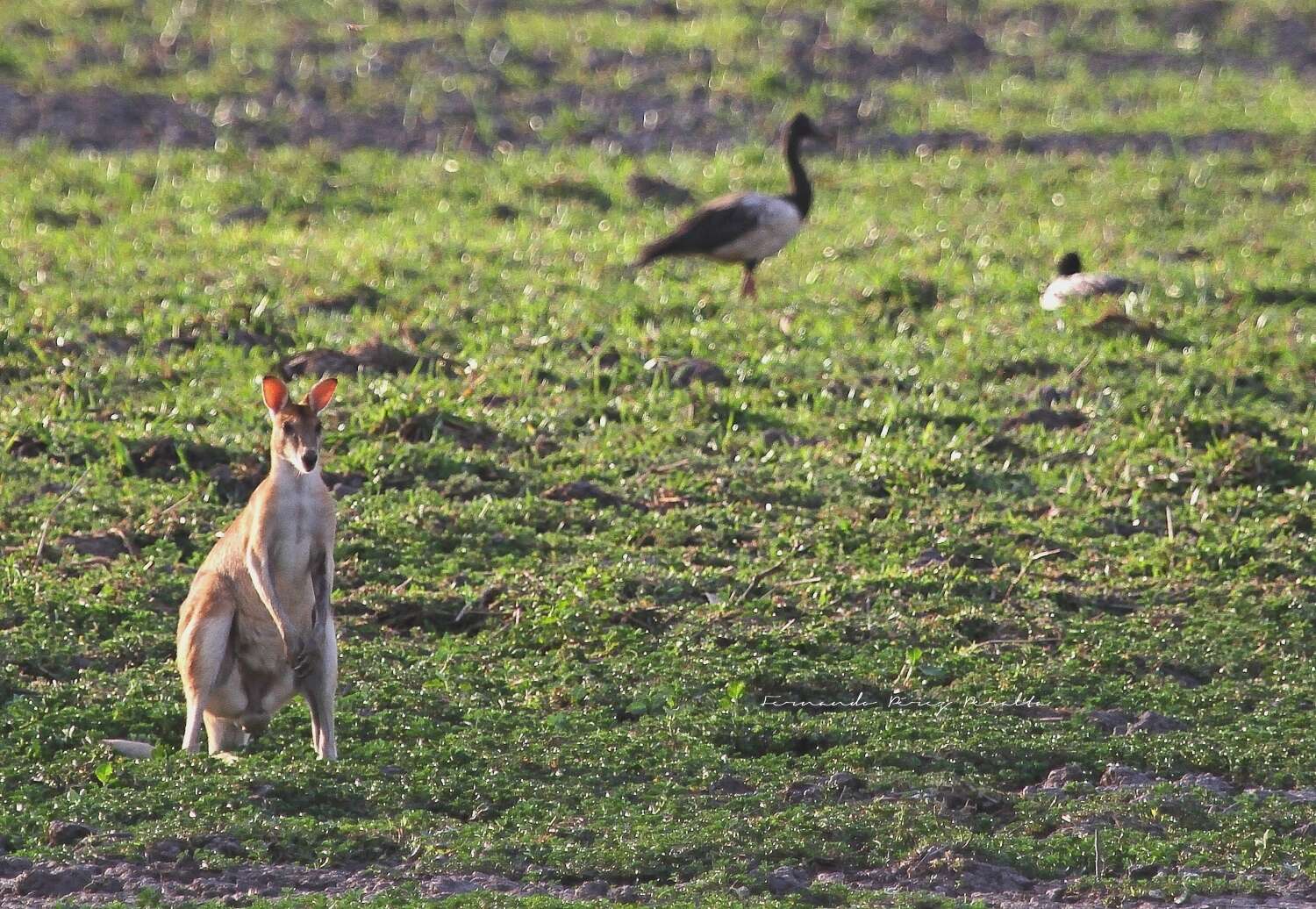 Image of Agile Wallaby