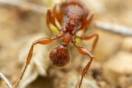 Image of Pogonomyrmex imberbiculus Wheeler 1902