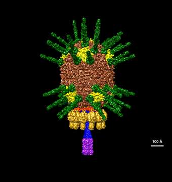 Plancia ëd Bacillus virus phi29