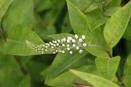 Image of gooseneck yellow loosestrife