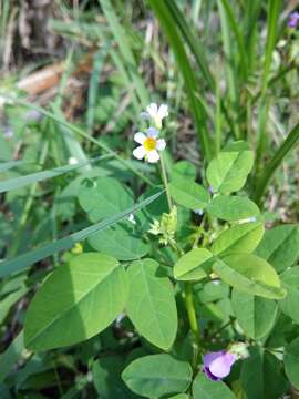 Imagem de Oxalis barrelieri L.