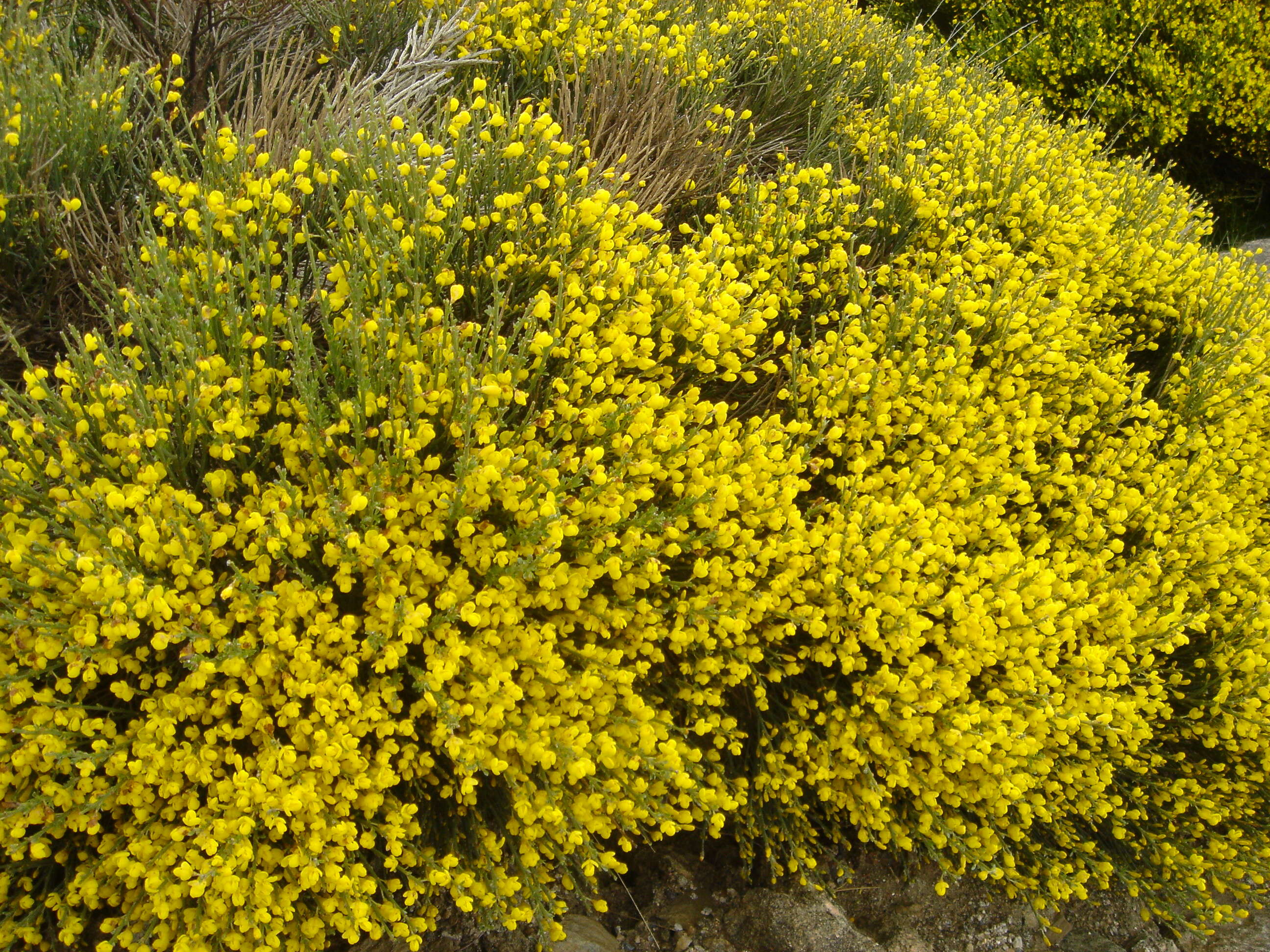 Image of Cytisus oromediterraneus