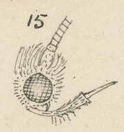 Sivun Endophthora omogramma Meyrick 1888 kuva