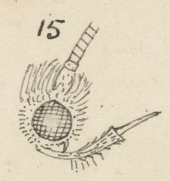 Sivun Endophthora omogramma Meyrick 1888 kuva