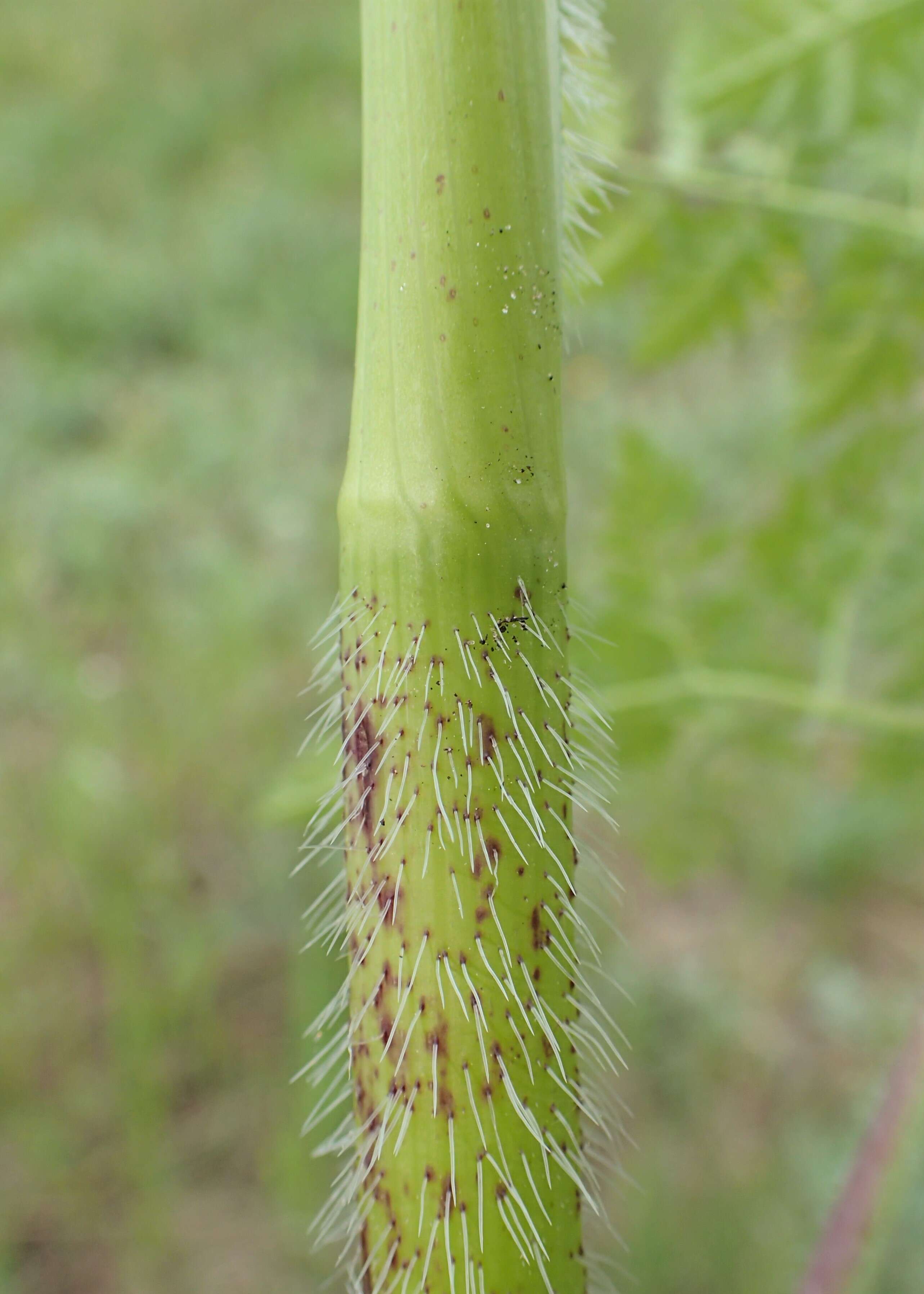 Image of bulbous chervil