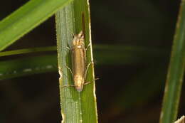 Image of Glyphipterix