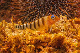 Image of Blue-eyed Triplefin