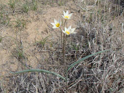 Image de Tulipa biflora Pall.