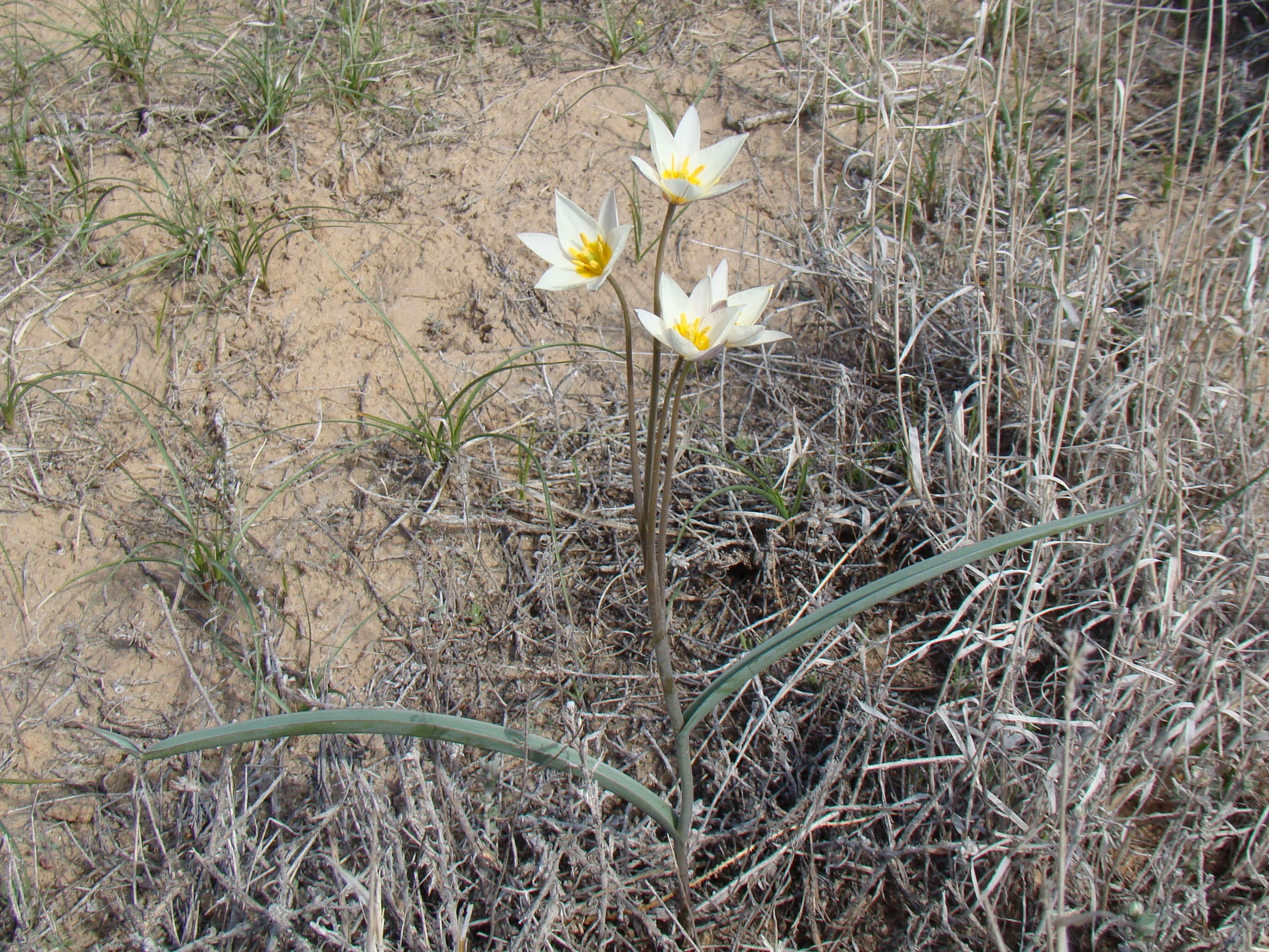 Image de Tulipa biflora Pall.