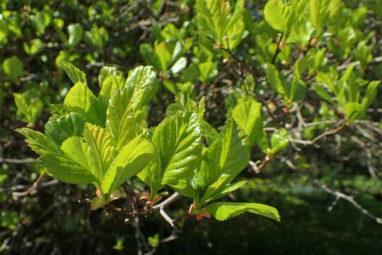 Image of plumleaf hawthorn