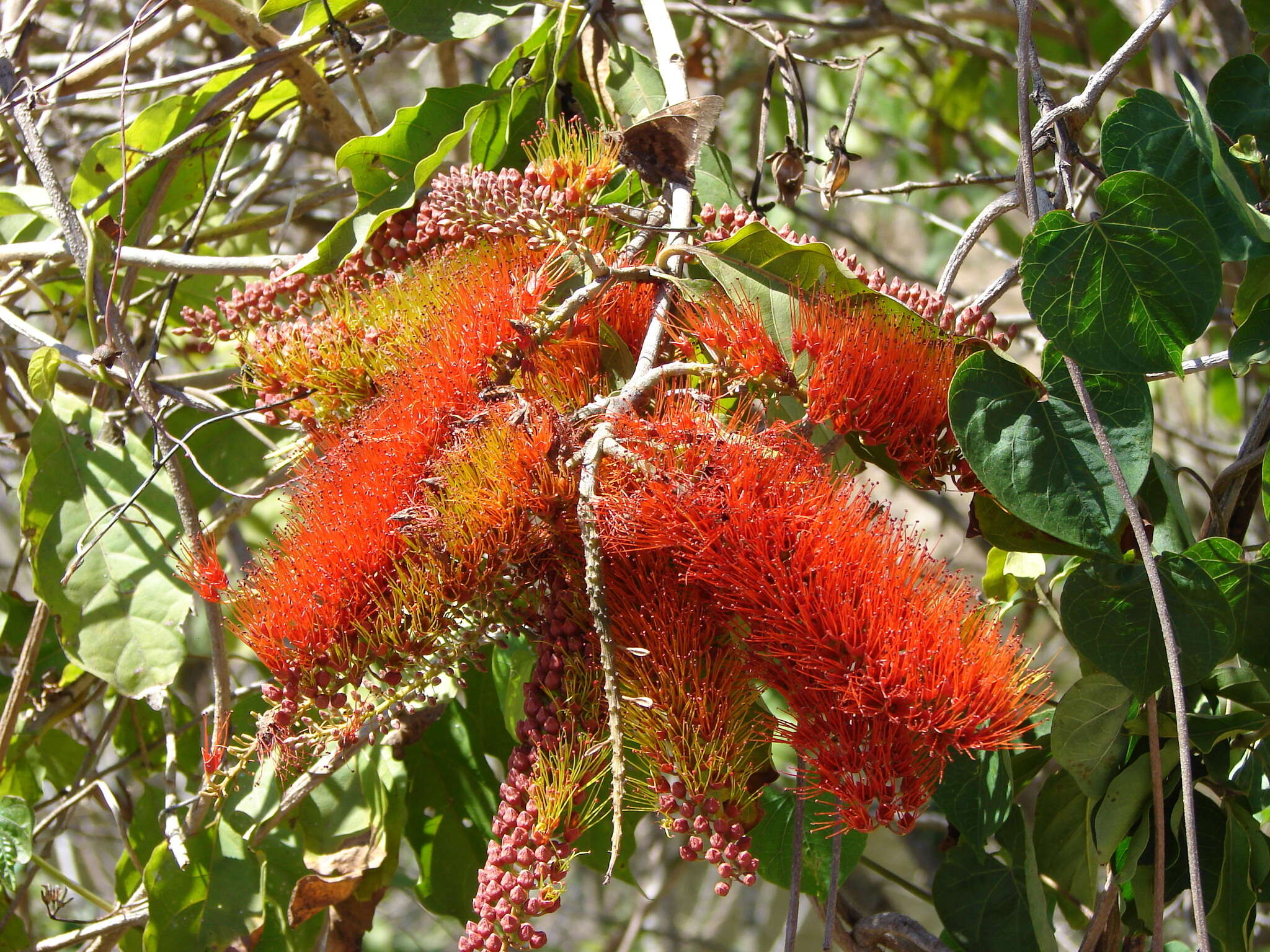 Imagem de Combretum farinosum Kunth