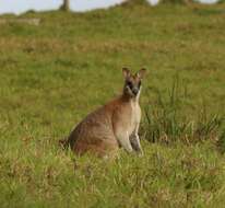 Image of Agile Wallaby