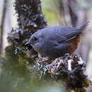 Image of Vilcabamba Tapaculo