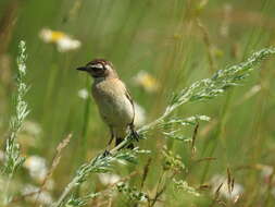 Image of Whinchat