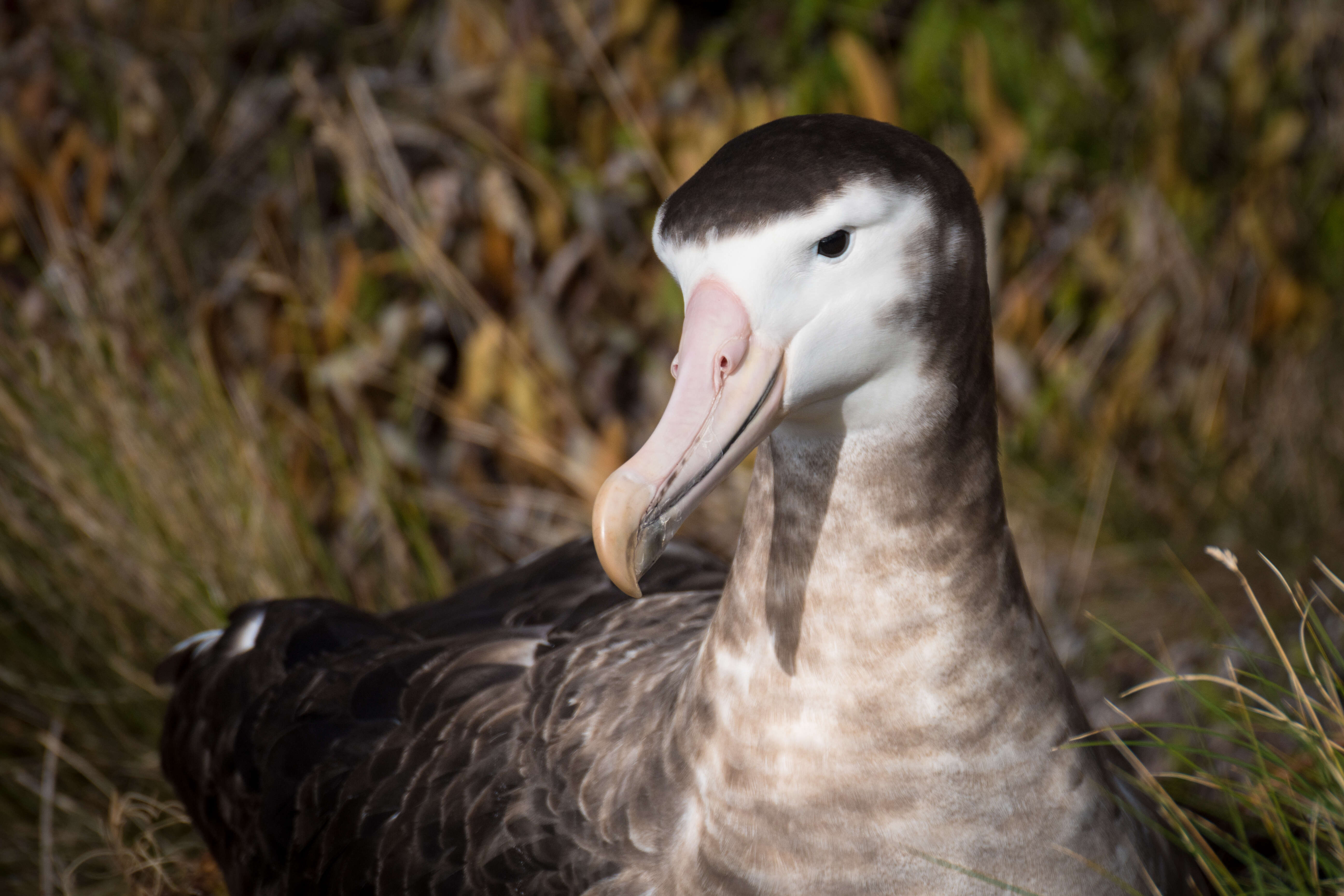 Amsterdam albatrosu resmi