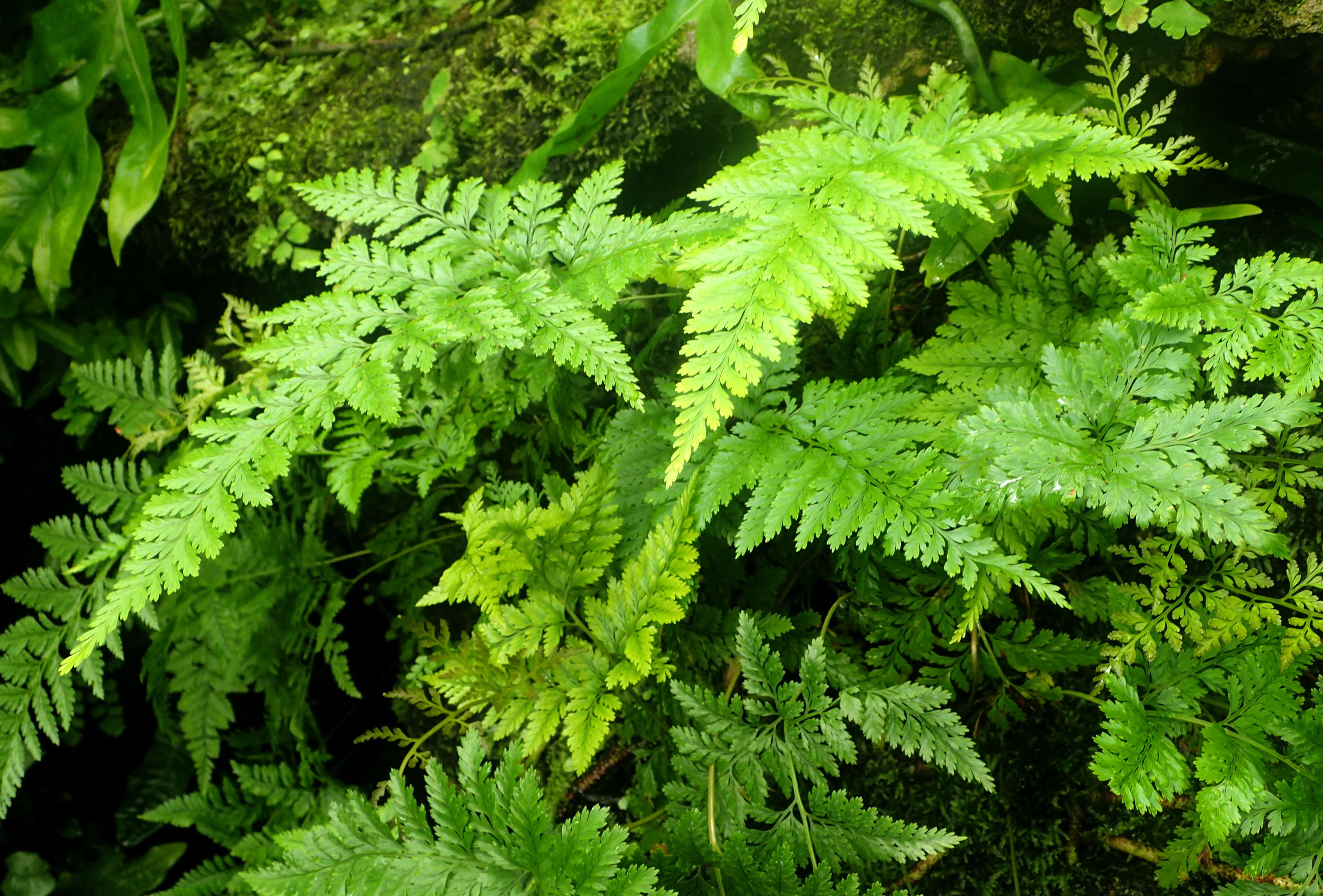 Image of black rabbitsfoot fern