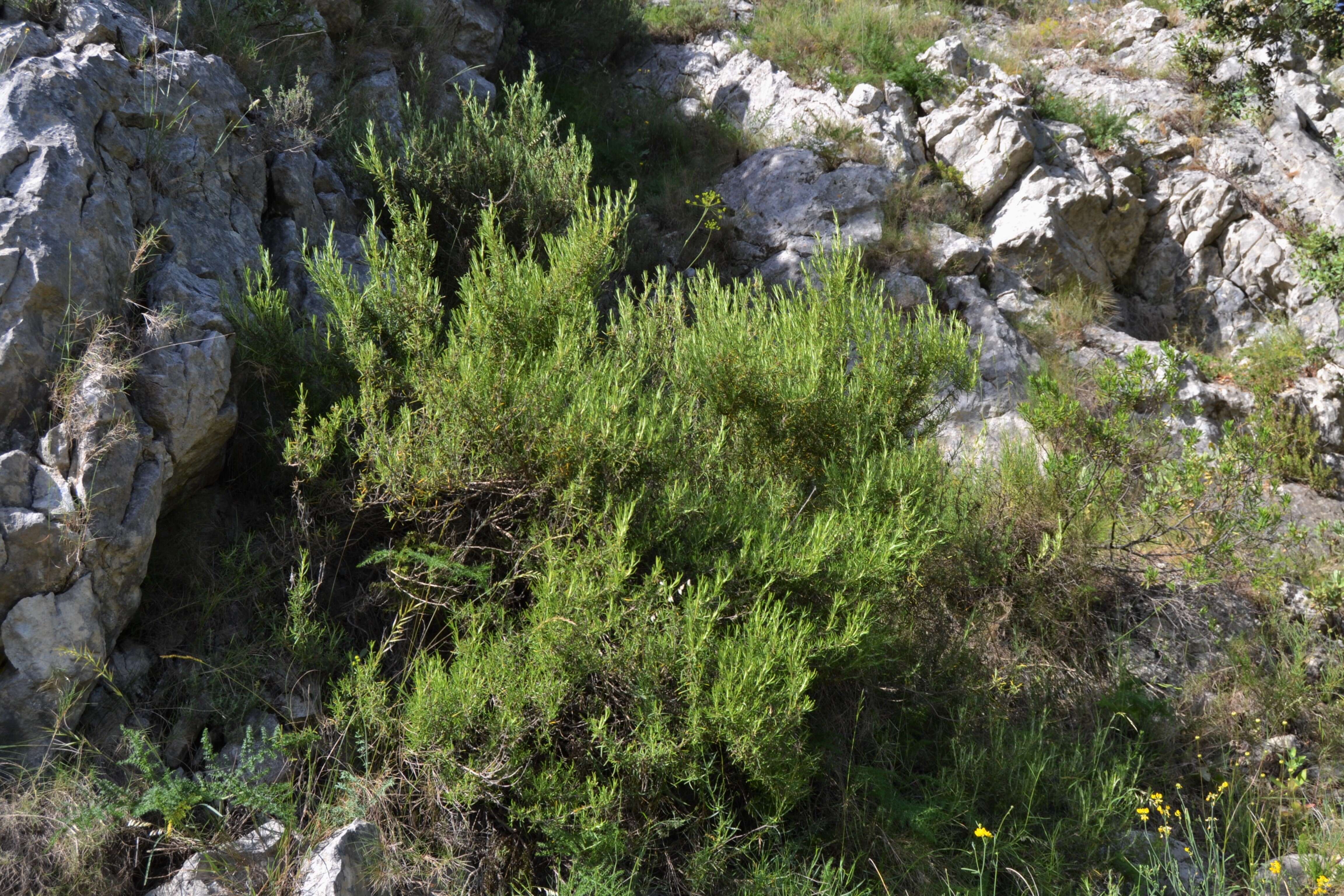 Imagem de Salvia rosmarinus Schleid.