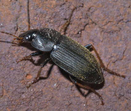 Image of Amphasia (Pseudamphasia) sericea (T. W. Harris 1828)