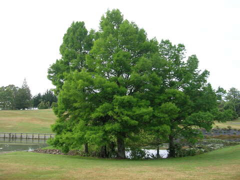 Image of Bald Cypress