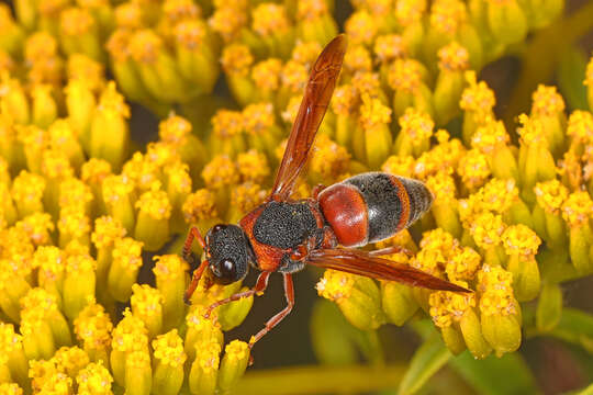 Pachodynerus erynnis (Lepeletier 1841)的圖片