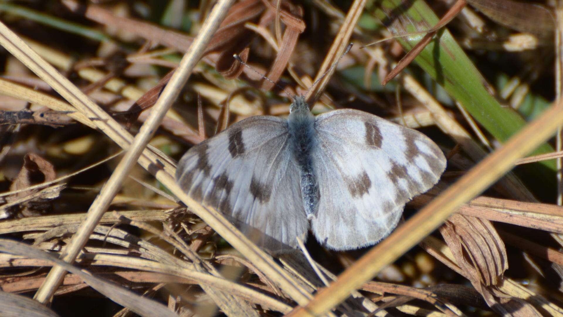 Image of Checkered White