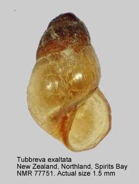 Image of Tubbreva exaltata (Powell 1933)