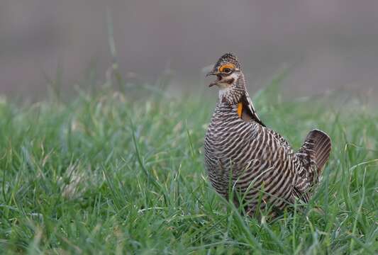 Image of Greater Prairie Chicken