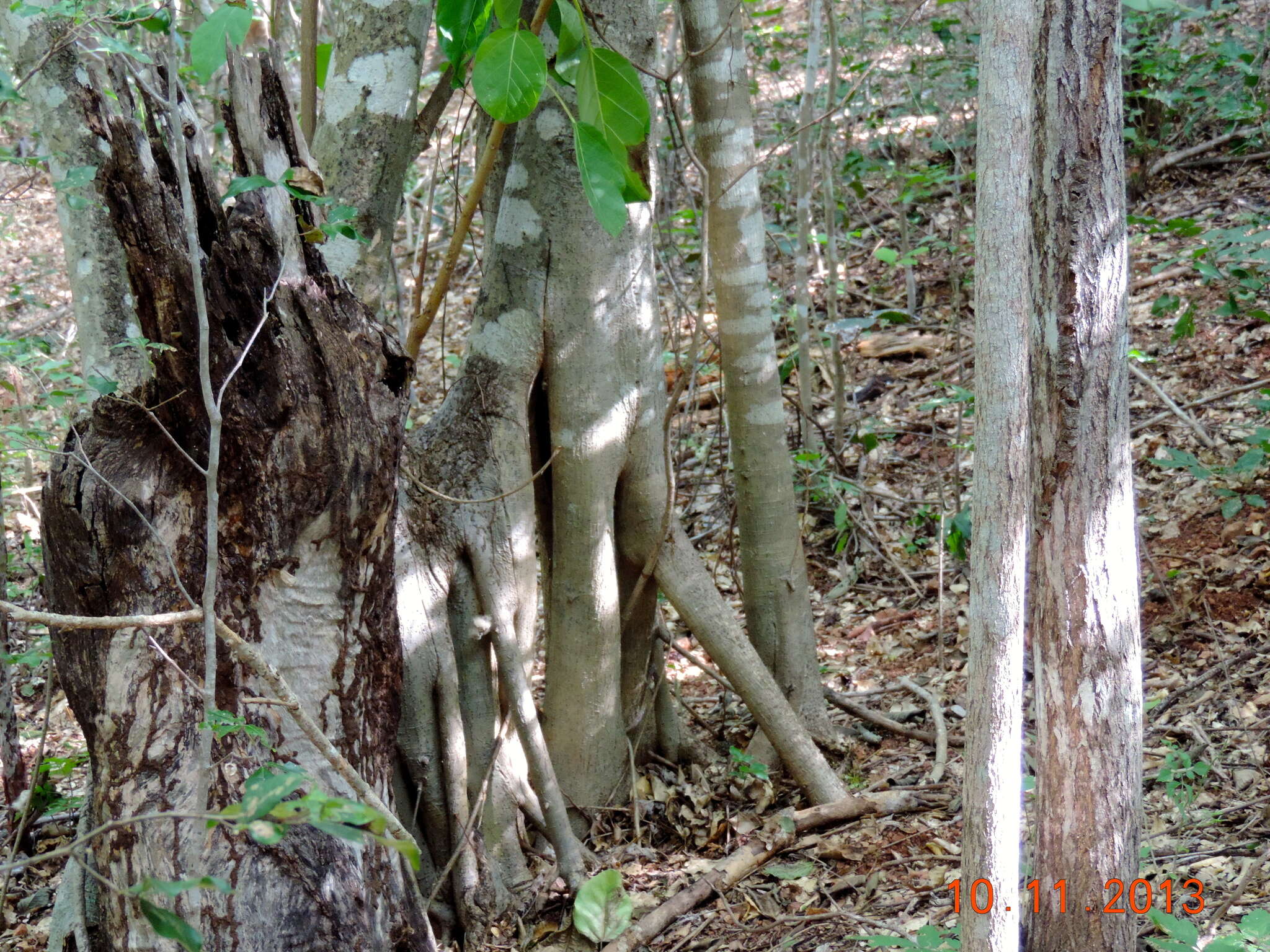 Ficus cotinifolia Kunth的圖片