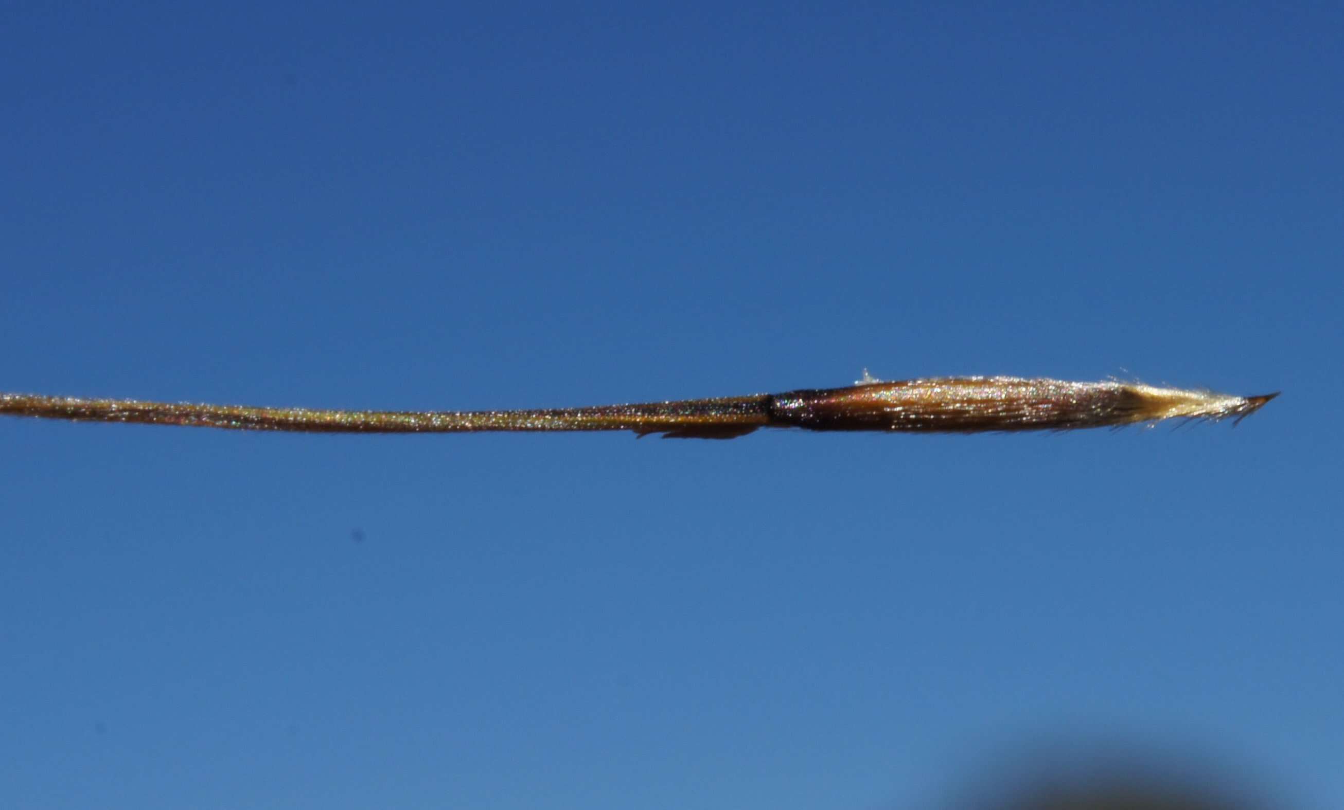 Image of Austrostipa scabra (Lindl.) S. W. L. Jacobs & J. Everett