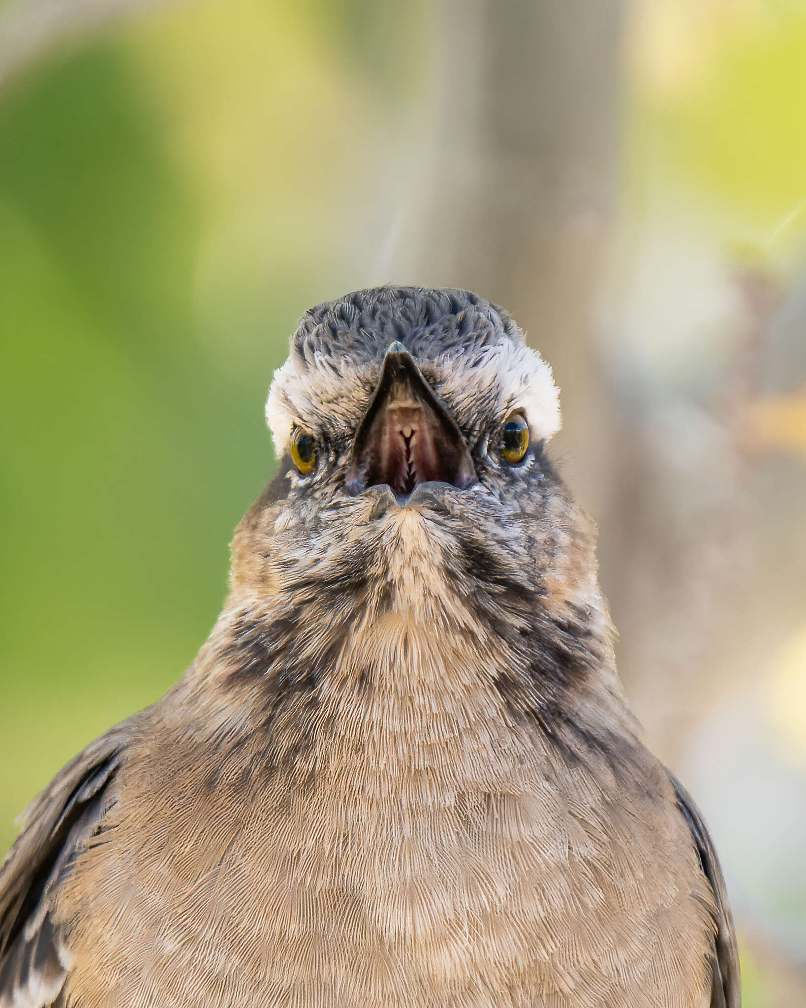 Image of Chilean Mockingbird