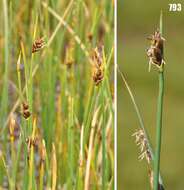 Image of red bulrush