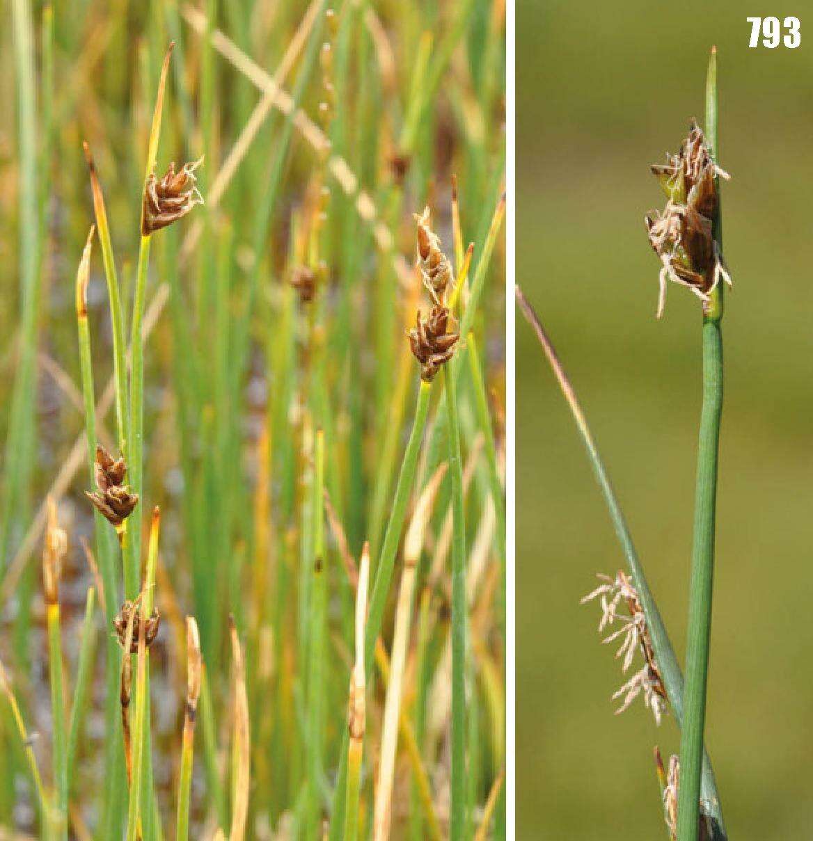 Image of red bulrush