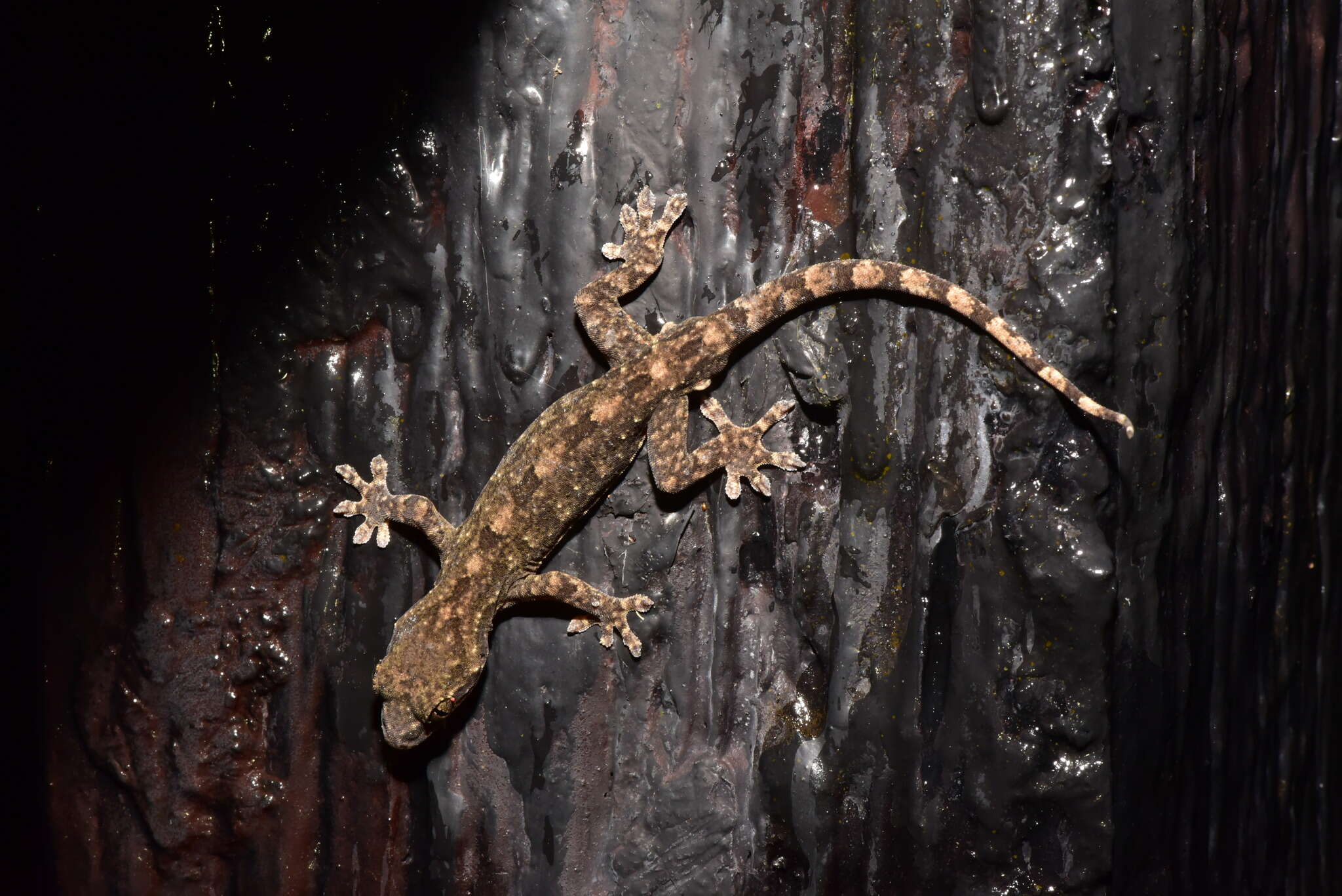 Image of Hokou Gecko