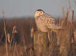 Image of Snowy Owl