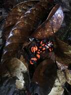 Image of Oophaga solanensis Posso-Terranova & Andrés 2018