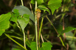 Image of Gynacantha millardi Fraser 1920