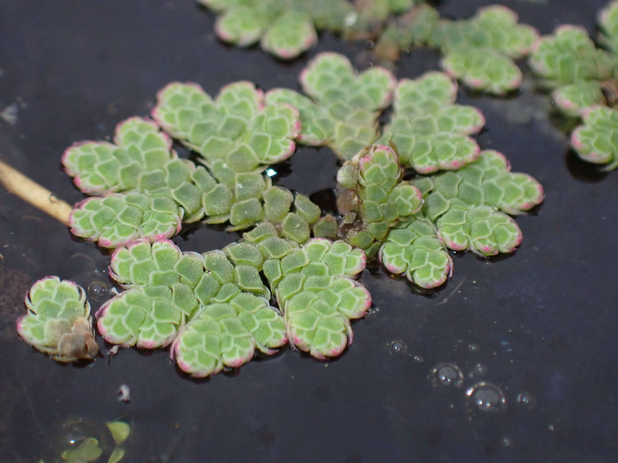 Image of Azolla rubra R. Br.