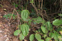 Image of Smilax zeylanica L.