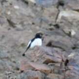 Image of Hume's Wheatear