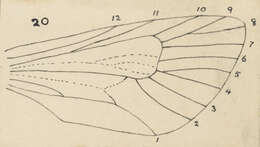 Image of Liothula omnivora Fereday 1878