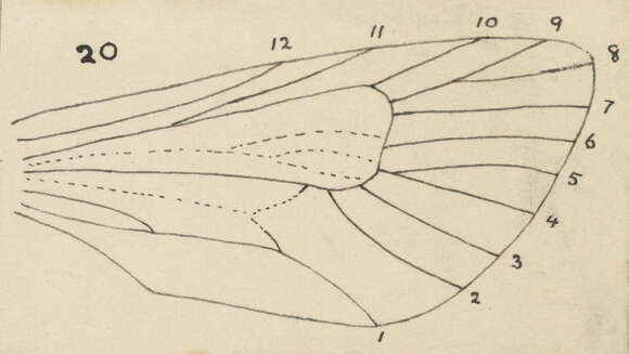 Image of Liothula