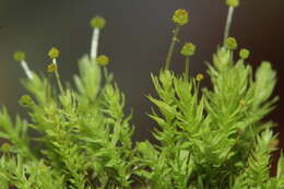 Image of aulacomnium moss