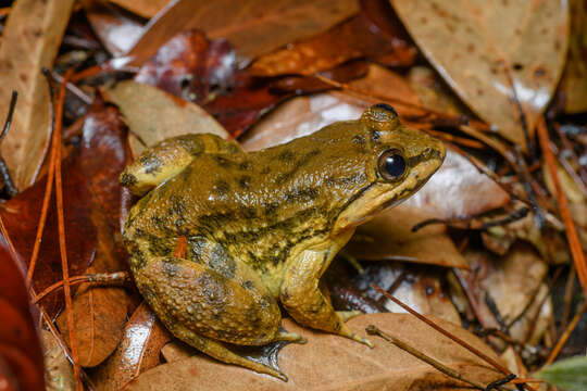 Image of Limnonectes isanensis McLeod, Kelly & Barley 2012