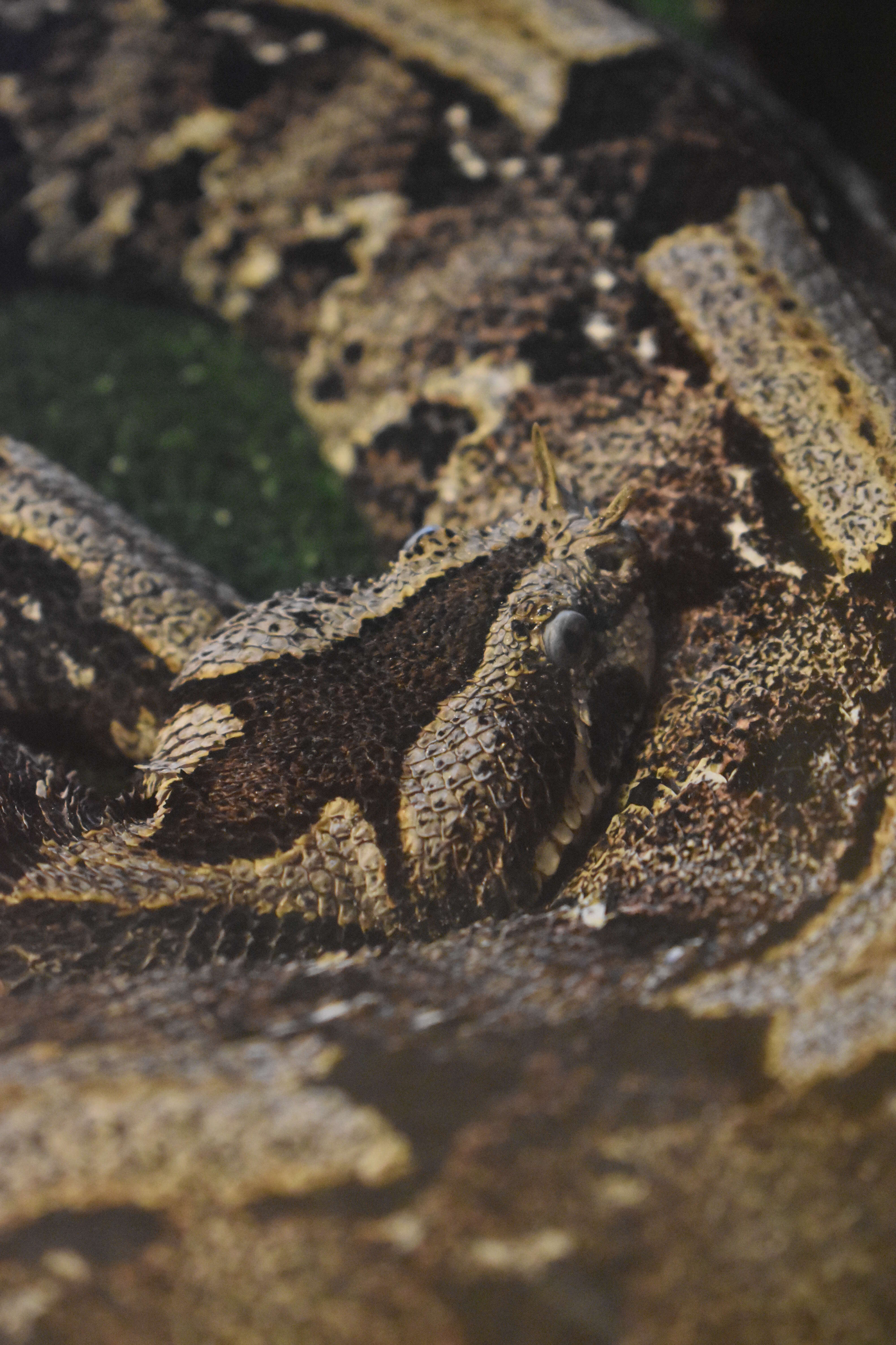 Image of Rhinoceros Viper