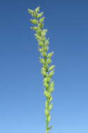 Image of Australian bur grass