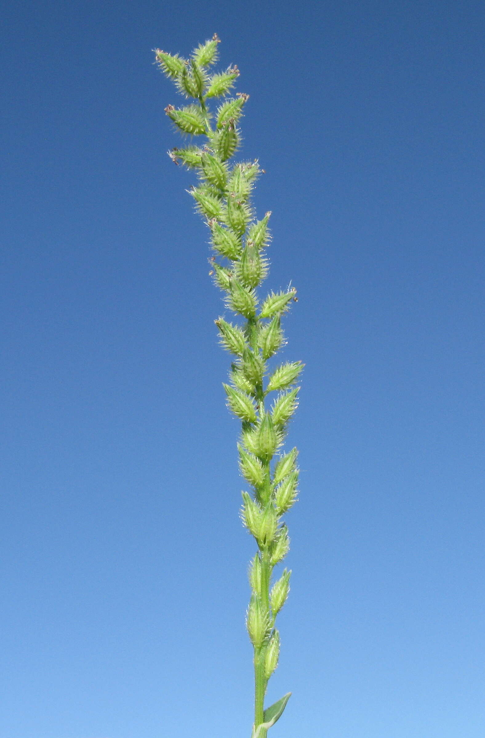 Image of Australian bur grass