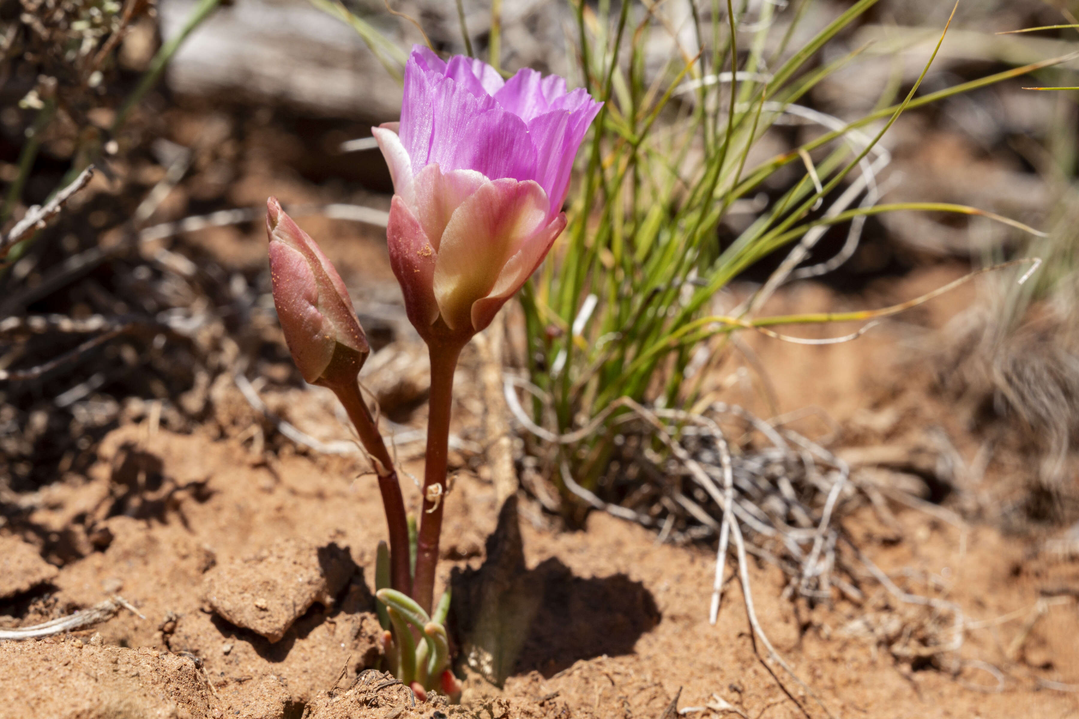 Image of bitter root